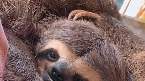 Chico the Sloth Loves Cuddling in Hammock