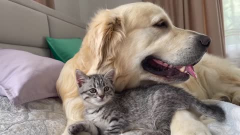 What the friendship of a Golden Retriever and a Baby Kitten looks like