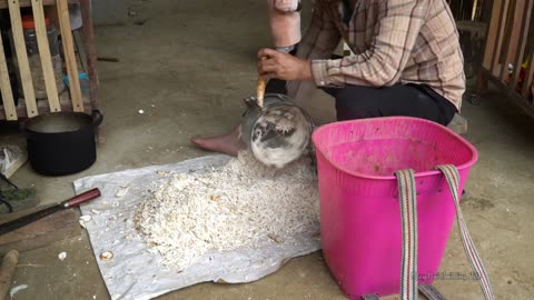 Harvesting corn garden to sell, The husband cooks bran for the pigs, takes care daughter