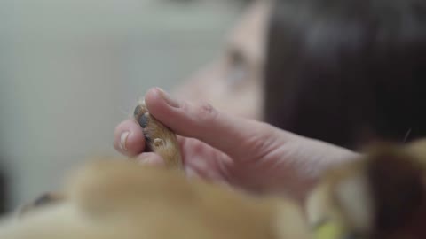 Woman hand holding tiny dog paw in the vet clinic