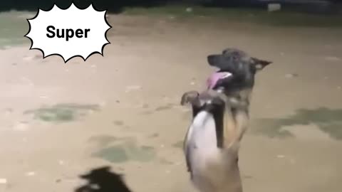 Funny video,Dog funny video,dog dance,dog play