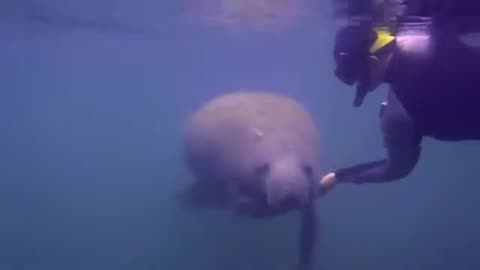 Swimming with Florida manatees!