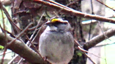 White-throated sparrow