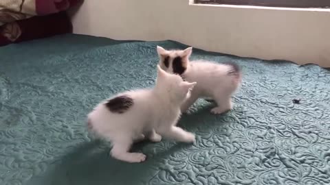 Kittens Supernatural Cuteness