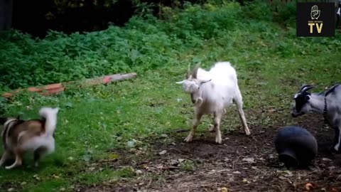 The Most Amazing Crazy Goat Attack Ever