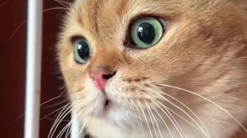 meow animals #meow #animals #cats #dogs #funnyvideo #funnycat