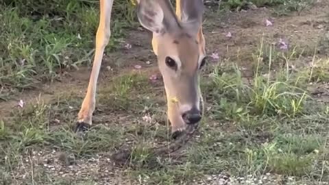have you ever seen a deer eat a snake?