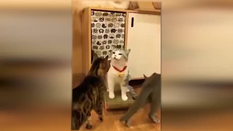 Videos of the cutest and funniest cats