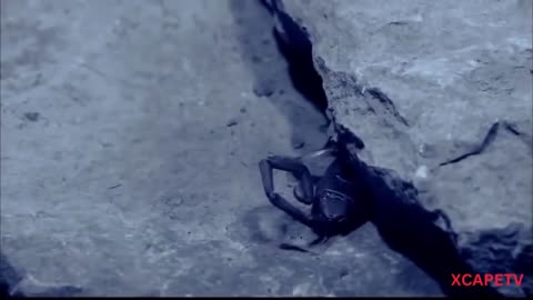 "National Geographic Wild: The Lethal World of Scorpions - High-Definition Documentary"