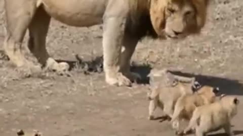 Lion jungle king cute s cubs