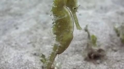 Seahorses swim leisurely on the sandy seabed