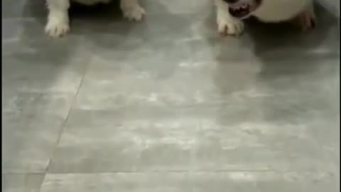 super funny dogs