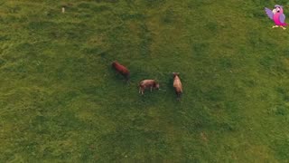 Cows Mooing and Grazing in a field.