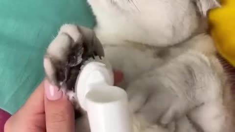 How to cut cat nails?
