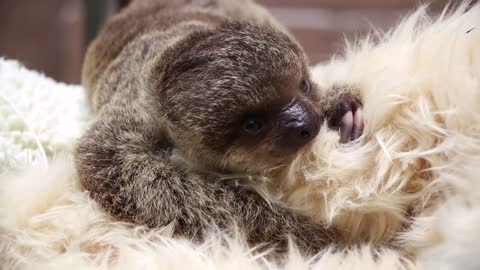 Baby Sloth Edward Will Melt Your Heart!