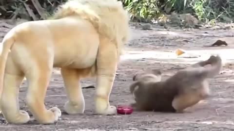 Lion prank with dog and cat.