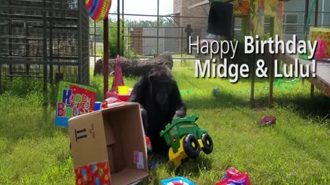 Chimps once confined to life in a lab celebrate their birthdays at their new home