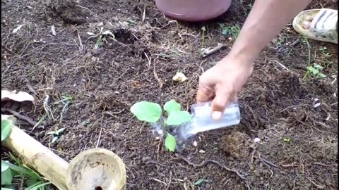 How to plant eggplant - Complete Guide 15days after transplanting