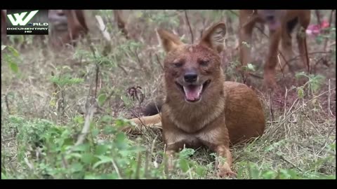 Life OF Wild Dogs In Jungle - World Documentary HD