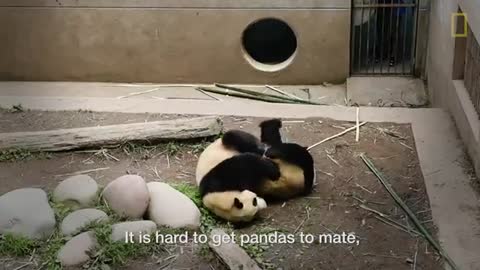 Raising Cute Pandas: It's Complicated | National Geographic