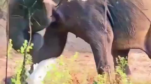 An elephant got angry 😡 poor heron 😥