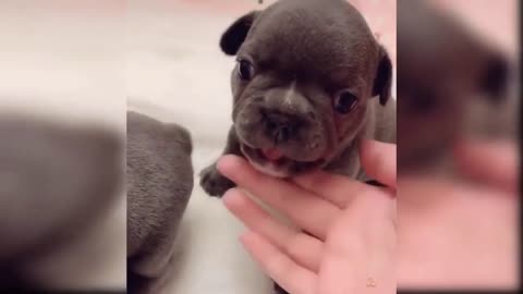 BABY DOG - CUTE AND FUNNY COMPILATION