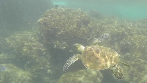 Snorkelling in Oahu