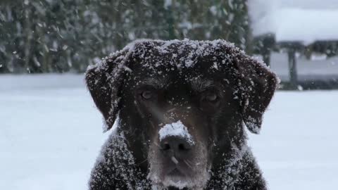 dog videos with snow