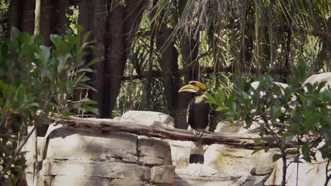 Bucerotid Bird Pen Cage Footage Zoo Animal