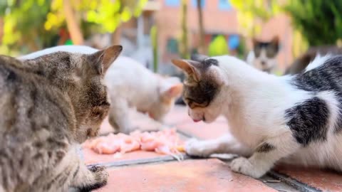 CATS 🐈 EATING ASmR CHiCKEN🍗 FOOD_ STREY..✨ ....
