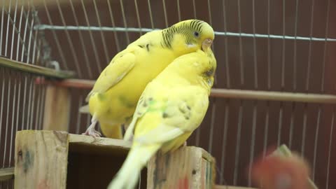 The beauty of the Canary Sparrow