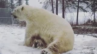 Teddy bear having fun