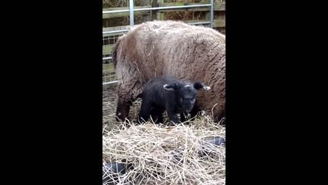 Little Sheep Baby Animal Magic Animal