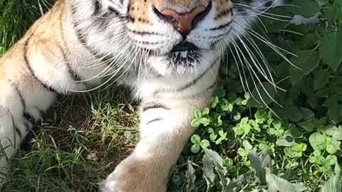 Jungle boop