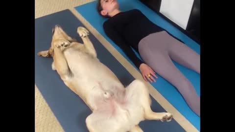 9 razões fascinantes pelas quais as pessoas gostam de um cachorro fazendo yoga