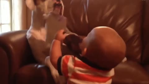 Babies Laughing With Dogs | Animália Universe