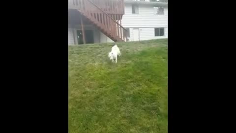 Funniest Cat And Dog playing together