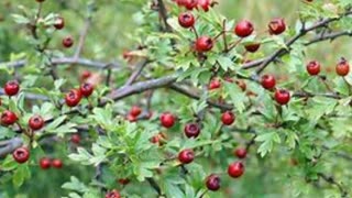 Hawthorn (Crataegus oxycanthus)