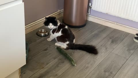 Cat Sees Cucumber and Walks in Reverse