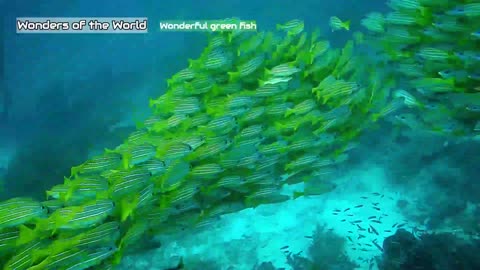 The wonderful green fish