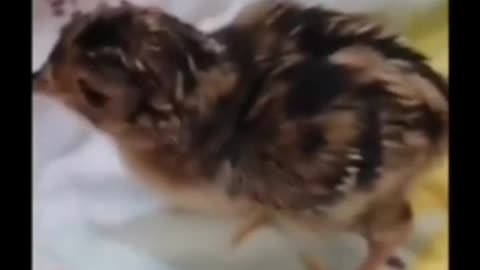 (Don't watch this video while eating) Guy grows a chick in an opened egg