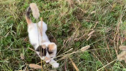 Cat family shares happy moments on the roadside