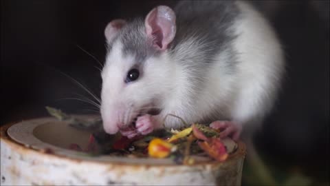 Cute hamster eating