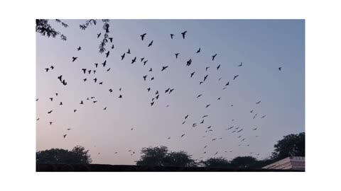 ALLAH HU ALLAH HU |RELAXING SOUND | nature