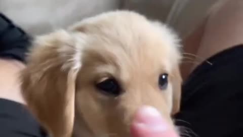Puppy Wants to Bite Finger!