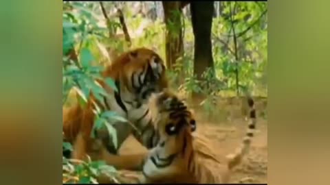 tiger tiger attack tiger attack man tiger video wild 🐅🐅