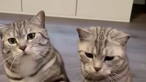 Cats Asking For Food | Cute Cats | Animals Axis