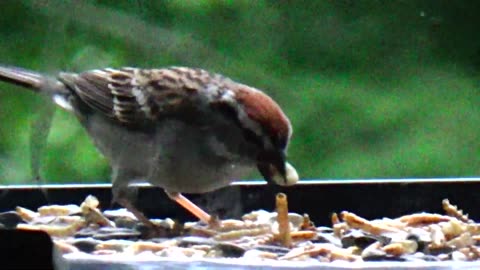 Chirping Sparrow