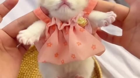 Funny Cats Short Video...