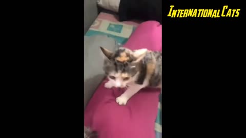 FUNNY CATS 2023 - Cat Videos Compilation - Dont Try Not To Laugh 😂🤣 - Wow Funny Animals